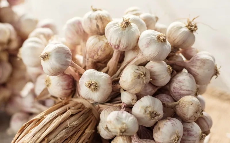 Calibres de ajo: cuál conviene comprar según tu negocio