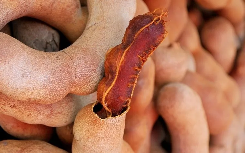 Tamarindo al mayoreo